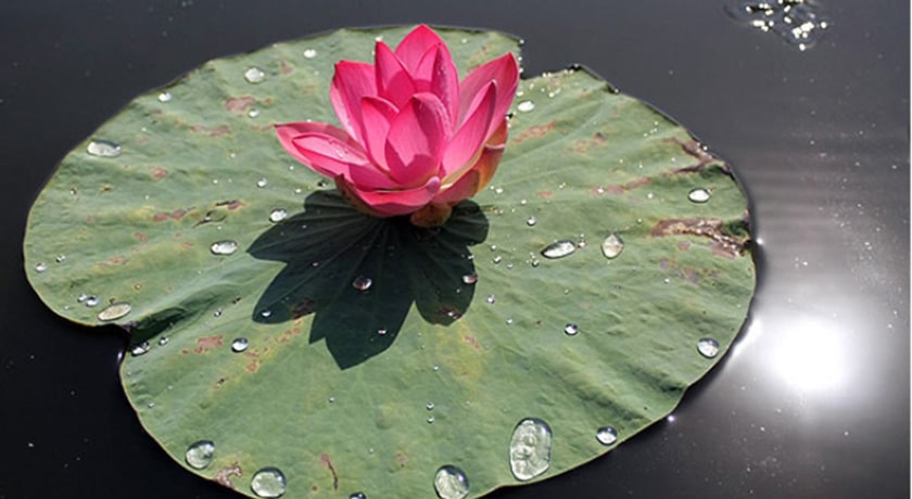 باغ نیلوفر آبی ساری -  شهر ساری