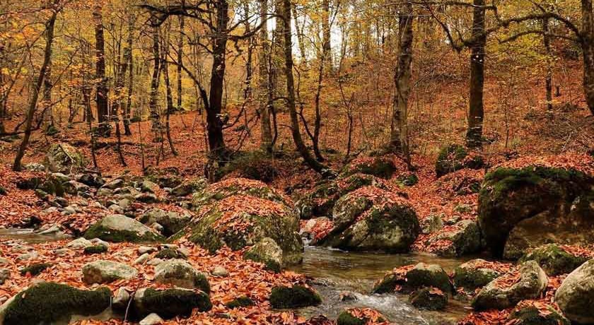 جنگل سنگده -  شهر ساری