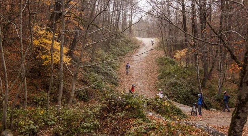 جنگل سنگده -  شهر ساری