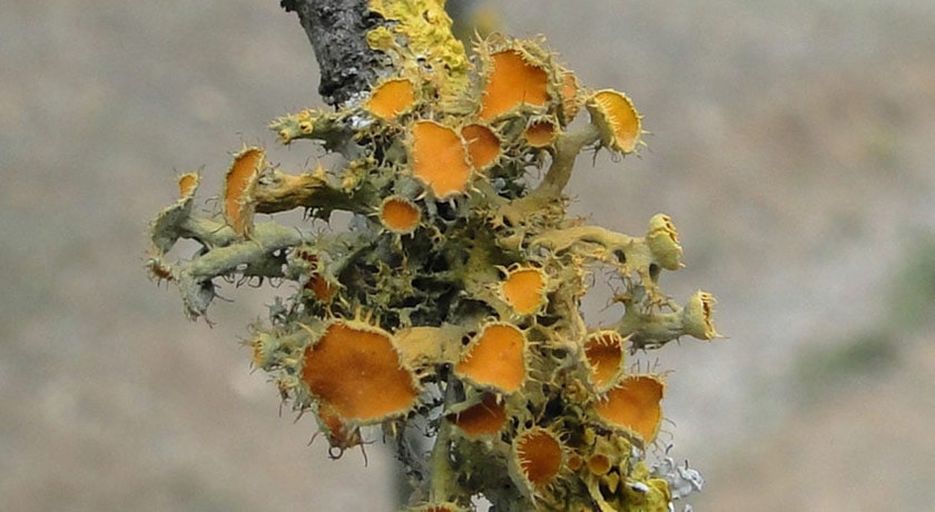  موزه گلسنگ شهرستان تهران استان تهران