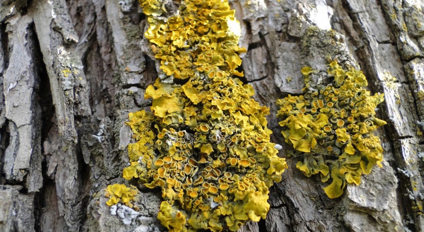  موزه گلسنگ شهرستان تهران استان تهران