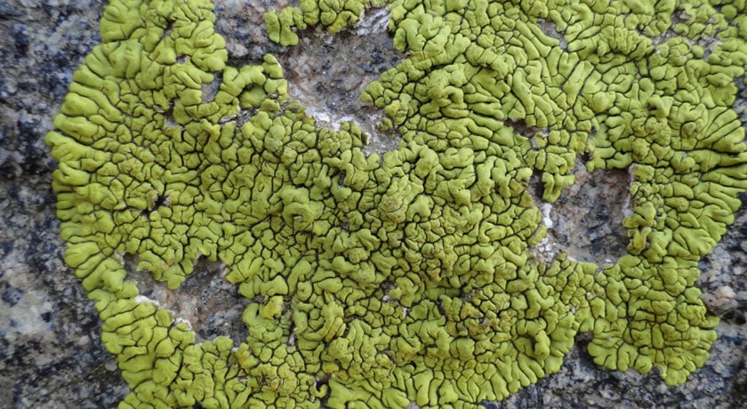  موزه گلسنگ شهرستان تهران استان تهران