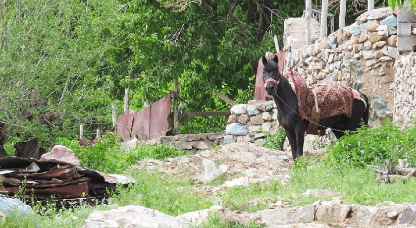  دشت هویج شهرستان تهران استان تهران