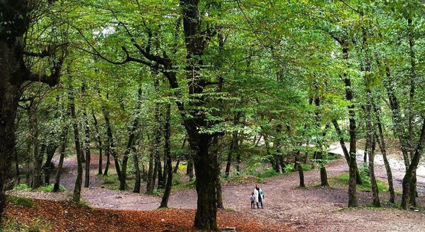  پارک جنگلی کشپل شهرستان مازندران استان نور