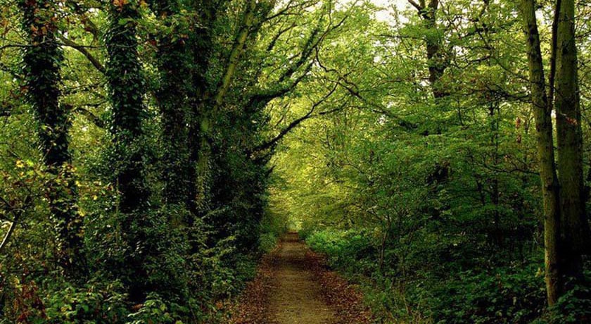  پارک جنگلی نور شهرستان مازندران استان نور