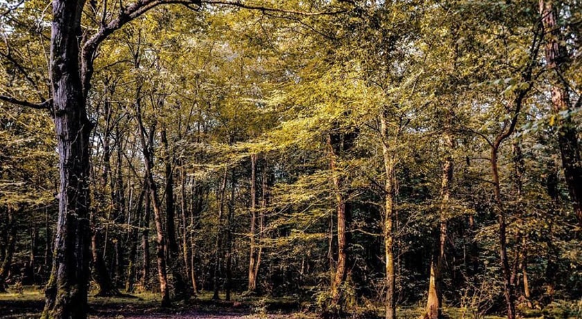  پارک جنگلی نور شهرستان مازندران استان نور