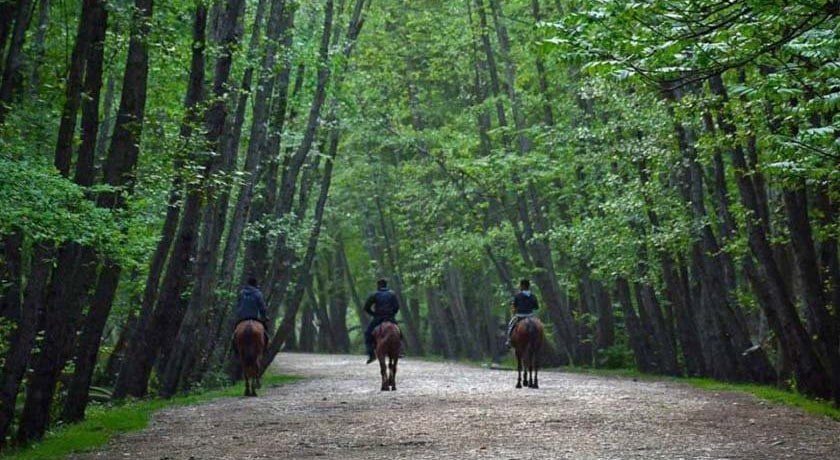  پارک جنگلی نور شهرستان مازندران استان نور