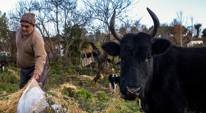 روستای اسبوکلا -  شهر ساری