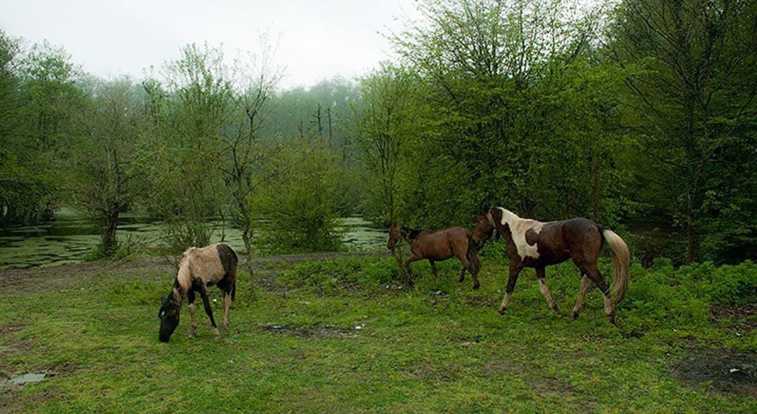 جنگل و مرداب قادیکلا -  شهر قائم شهر	