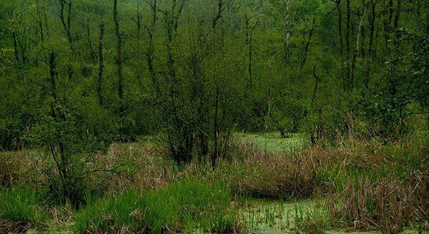 جنگل و مرداب قادیکلا -  شهر قائم شهر	