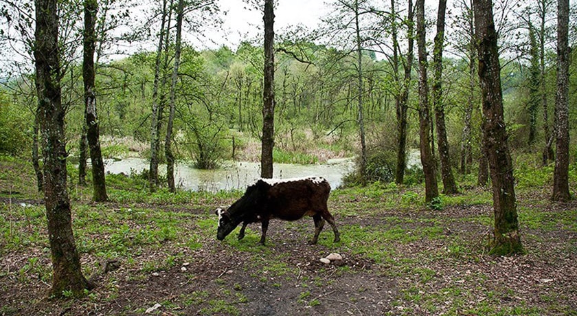 جنگل و مرداب قادیکلا -  شهر قائم شهر	