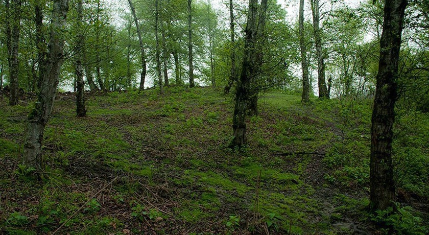 جنگل و مرداب قادیکلا -  شهر قائم شهر	