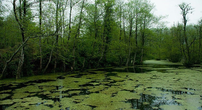 جنگل و مرداب قادیکلا -  شهر قائم شهر	