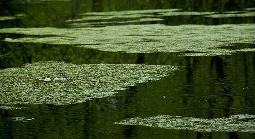 جنگل و مرداب قادیکلا -  شهر قائم شهر	