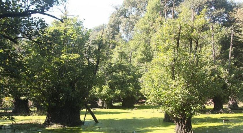 جنگل و مرداب قادیکلا -  شهر قائم شهر	
