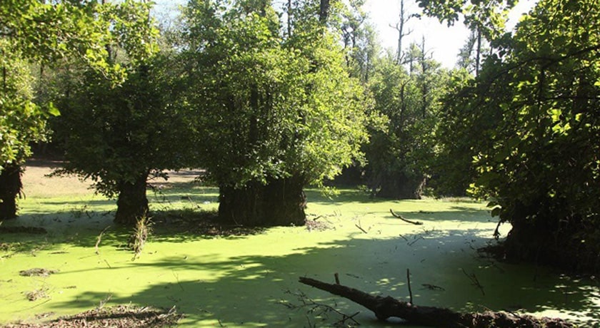 جنگل و مرداب قادیکلا -  شهر قائم شهر	