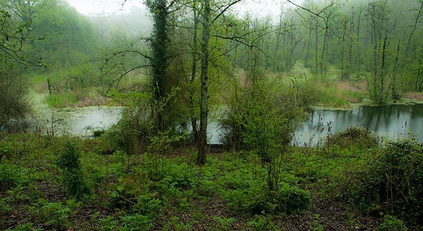 جنگل و مرداب قادیکلا -  شهر قائم شهر	