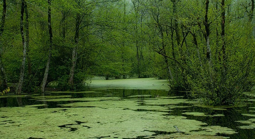 جنگل و مرداب قادیکلا -  شهر قائم شهر	