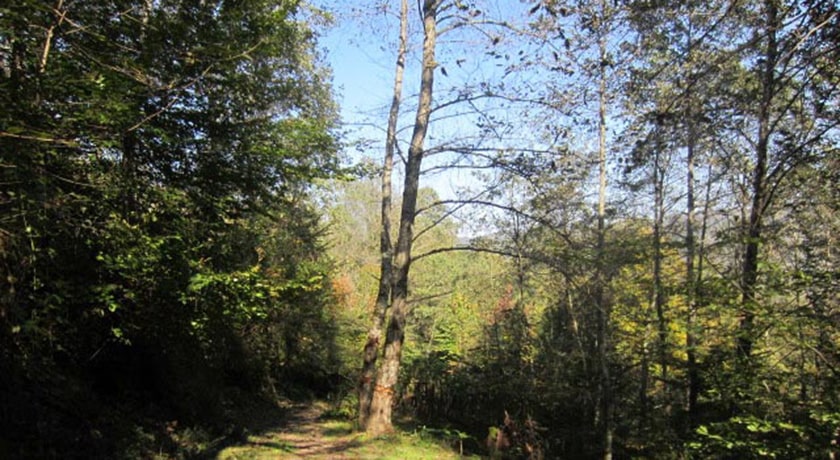  جنگل لاجیم شهرستان مازندران استان شیرگاه