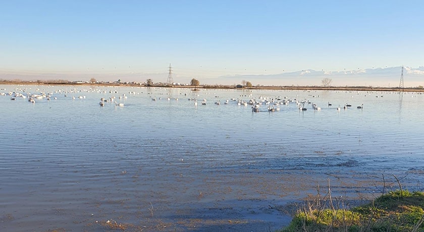 تالاب سرخ رود -  شهر محمود آباد	