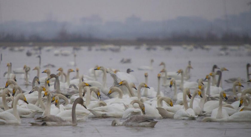  تالاب سرخ رود شهرستان مازندران استان محمود آباد	