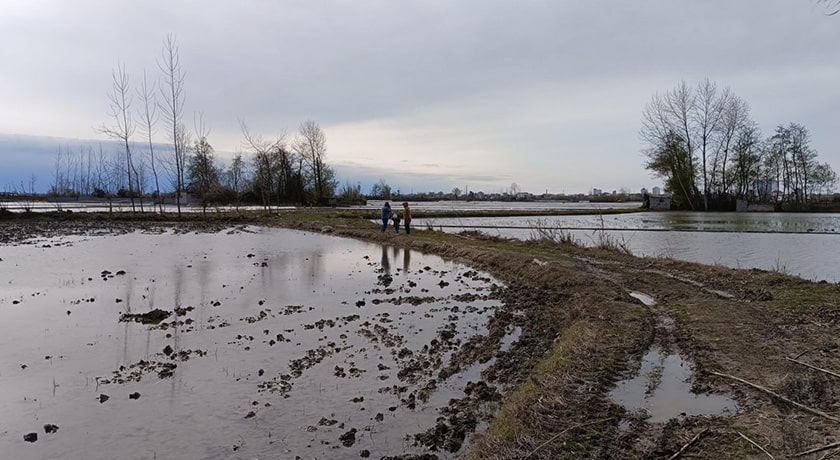  تالاب سرخ رود شهرستان مازندران استان محمود آباد	