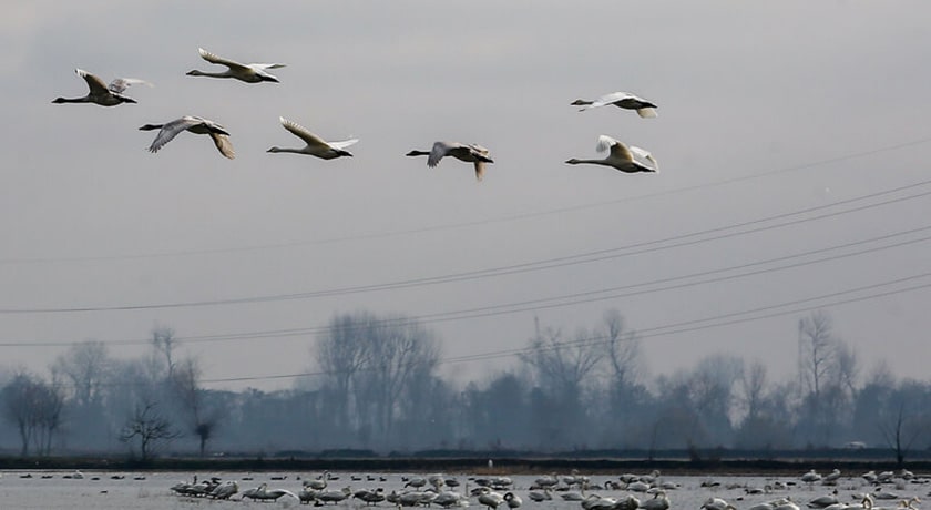 تالاب سرخ رود شهرستان مازندران استان محمود آباد	