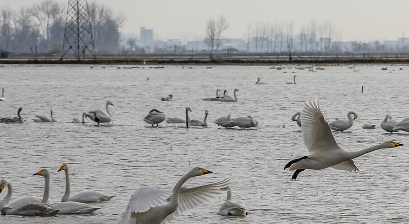  تالاب سرخ رود شهرستان مازندران استان محمود آباد	