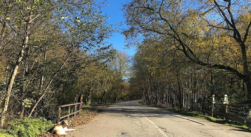  جنگل بونده شهرستان مازندران استان محمود آباد	