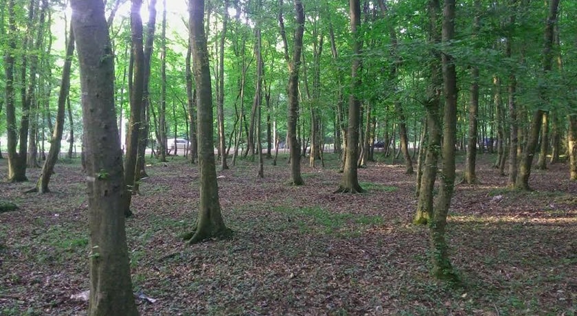  جنگل بونده شهرستان مازندران استان محمود آباد	