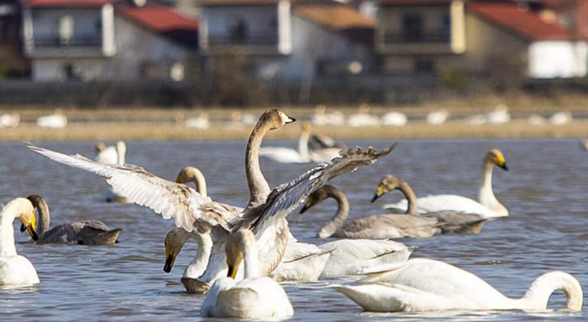  ساحل سرخرود شهرستان مازندران استان محمود آباد	