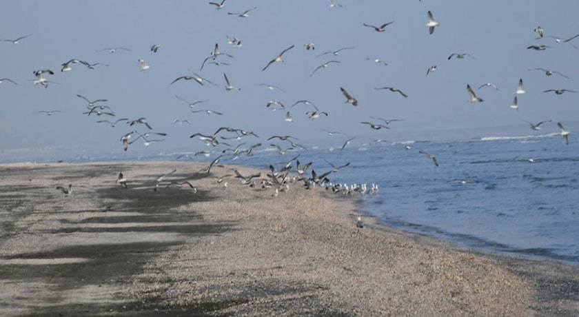  ساحل صدف شهرستان گیلان استان آستارا