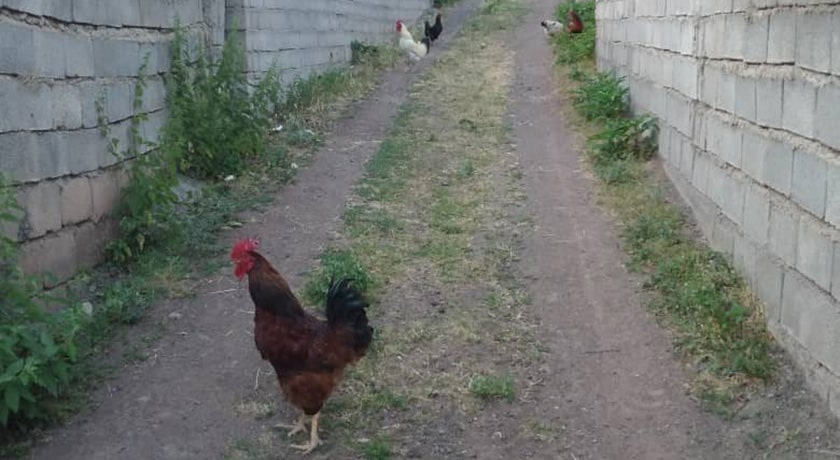 روستای سرین -  شهر پل سفید