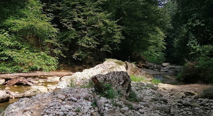  نارنج بن شیرگاه شهرستان مازندران استان شیرگاه