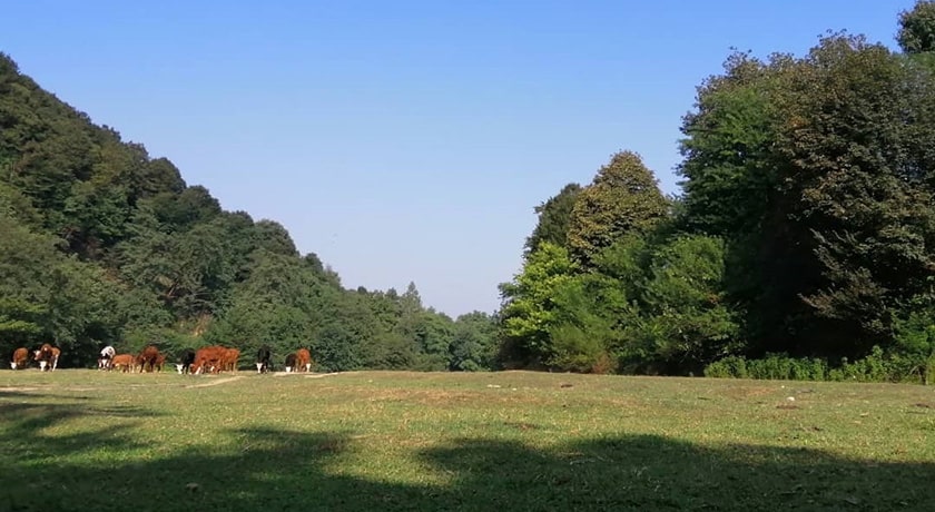  نارنج بن شیرگاه شهرستان مازندران استان شیرگاه