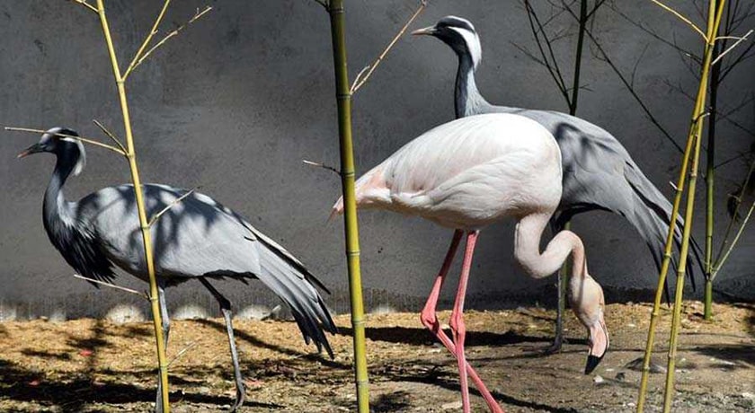  باغ پرندگان آستارا شهر گیلان استان آستارا