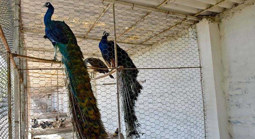  باغ پرندگان آستارا شهر گیلان استان آستارا