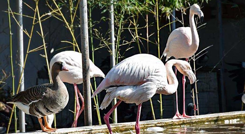  باغ پرندگان آستارا شهر گیلان استان آستارا