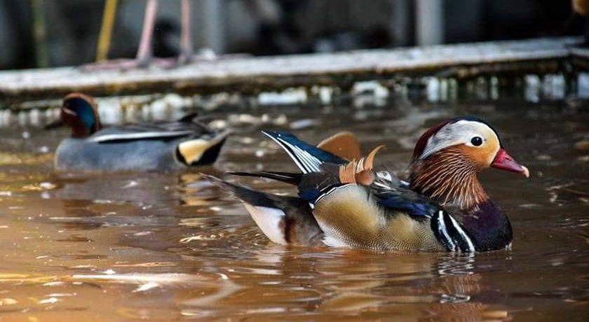  باغ پرندگان آستارا شهر گیلان استان آستارا