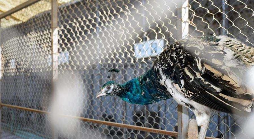  باغ پرندگان آستارا شهر گیلان استان آستارا