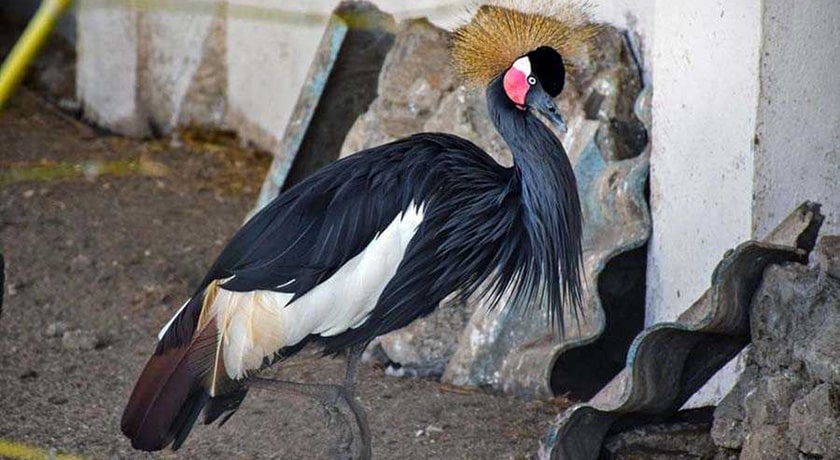  باغ پرندگان آستارا شهر گیلان استان آستارا