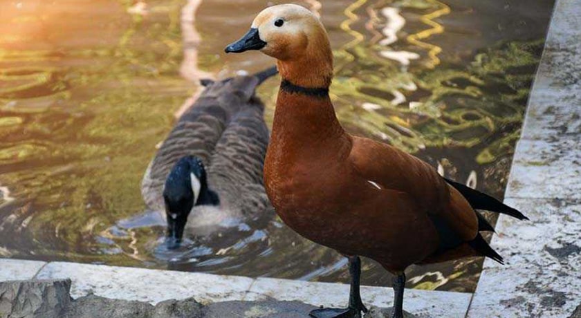  باغ پرندگان آستارا شهر گیلان استان آستارا