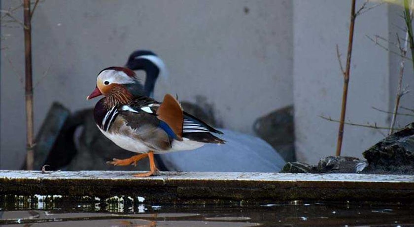  باغ پرندگان آستارا شهر گیلان استان آستارا