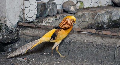 باغ پرندگان آستارا -  شهر آستارا