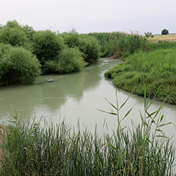 رودخانه شاوور