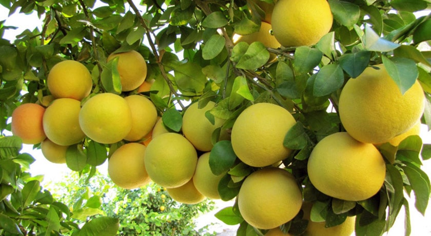 شهر ایذه در استان خوزستان - توریستگاه