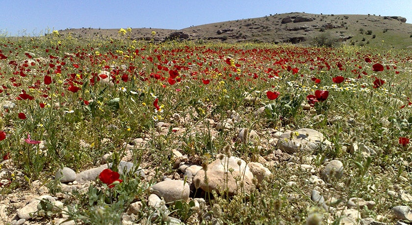 شهر بهبهان در استان خوزستان - توریستگاه