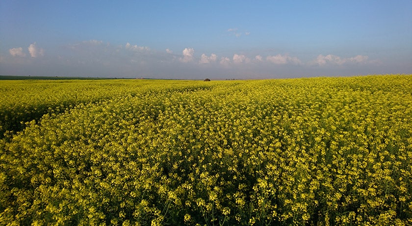 شهر بهبهان در استان خوزستان - توریستگاه