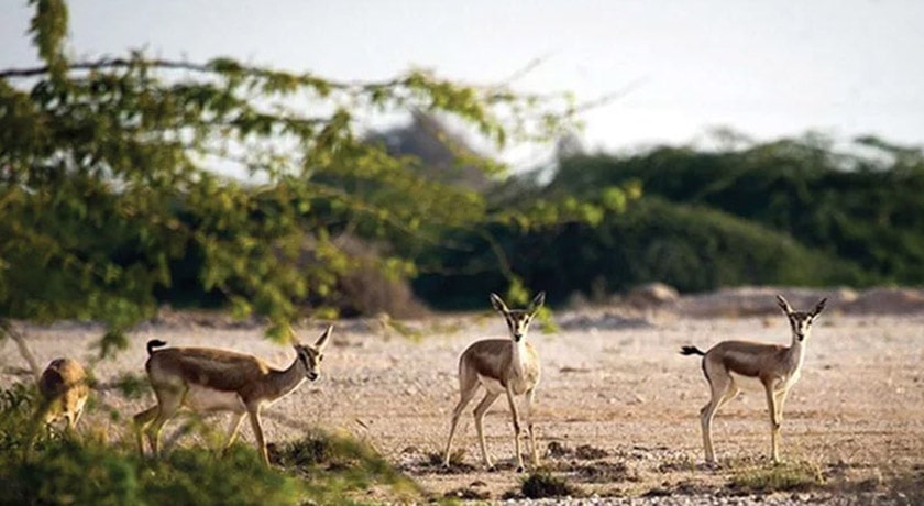 شهر نجف اباد	 در استان اصفهان - توریستگاه