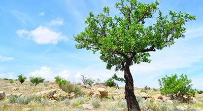 شهر نی ریز	 در استان فارس - توریستگاه